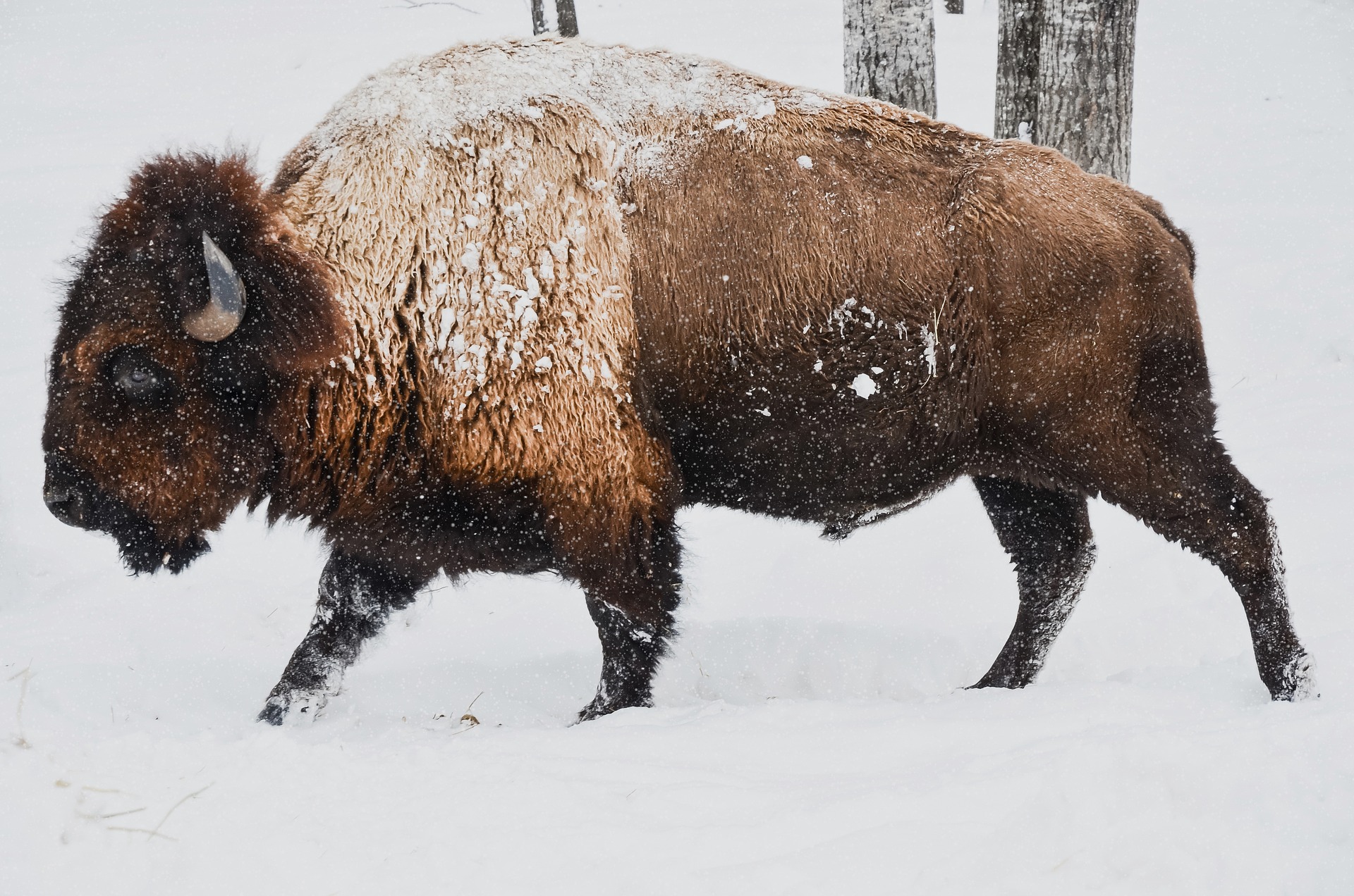 ein Bison im Schnee